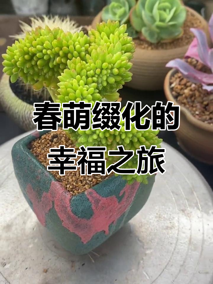 春萌缀化:旅行中的微笑与感动,一起走过的风景