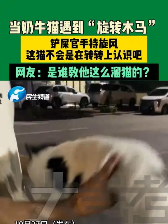 10月27日(发布)福建,当奶牛猫遇到“旋转木马”,铲屎官手持旋风,这猫不会是在转转上认识