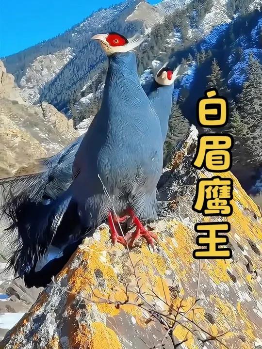 摄影师蹲守31天终于拍到了‘白眉鹰王’-藏马鸡,自带‘流量体质’的稀有鸟宝,这也太漂亮了吧