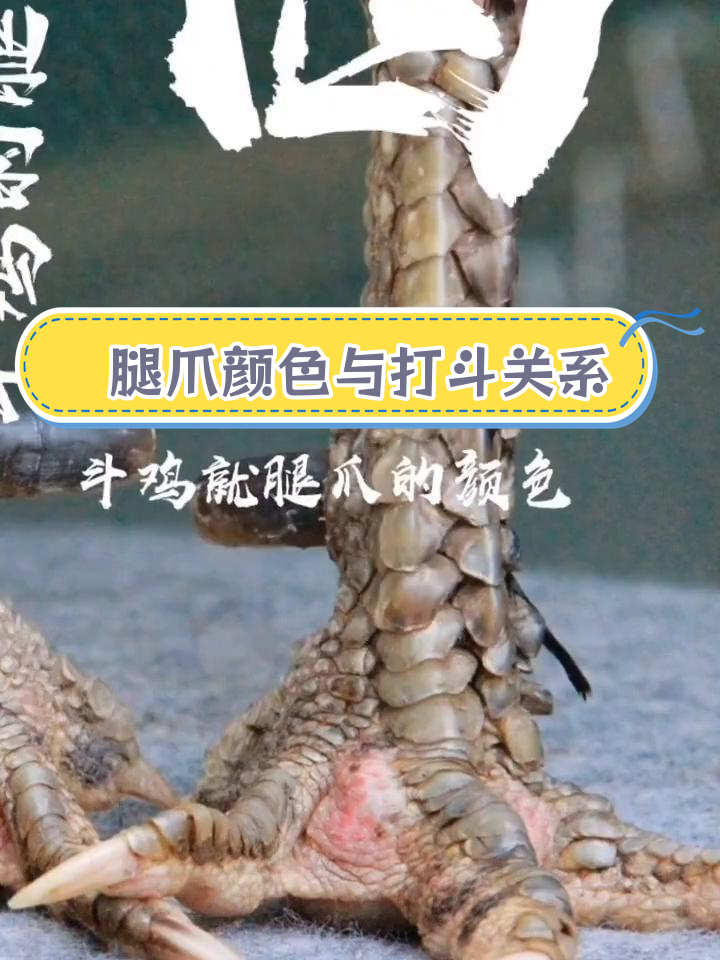 斗鸡腿爪鳞片鉴别技巧