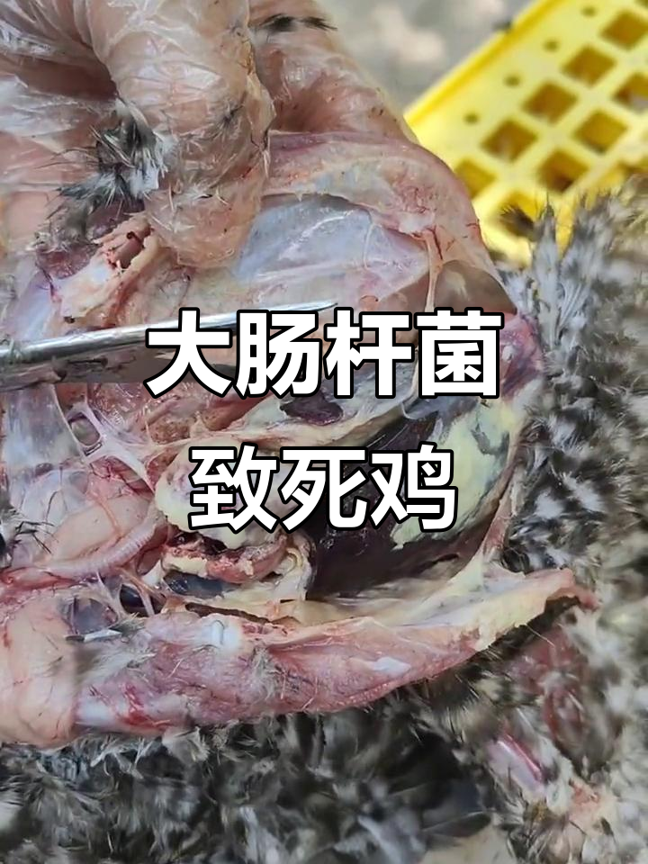 河北沧州芦花鸡大肠杆菌包心肝炎,80天大群死亡严重