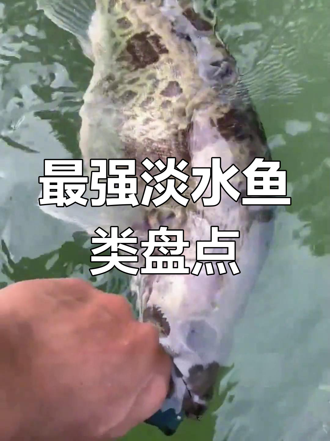 野钓中最凶猛的淡水鱼,你挑战过哪些?