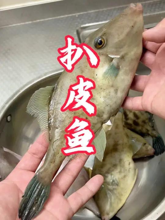 扒皮鱼，扒皮狼，绿鳍马面鲀，蓝鳍马面鲀，耗儿鱼老鼠鱼，新鲜的直接炖，小的可以炸，冷冻去了川