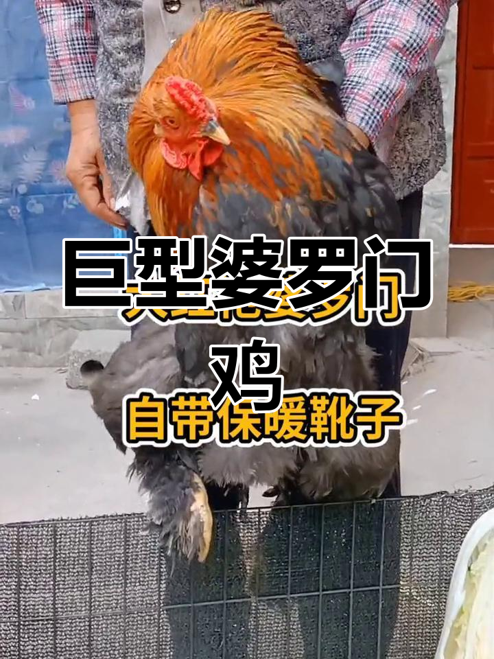 婆罗门鸡:体型巨大却温顺,适合家养