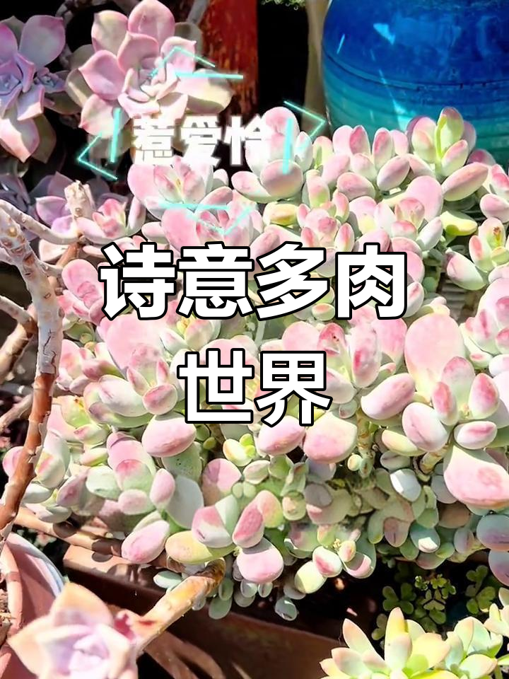 多肉植物的美,如诗如画,让人心醉