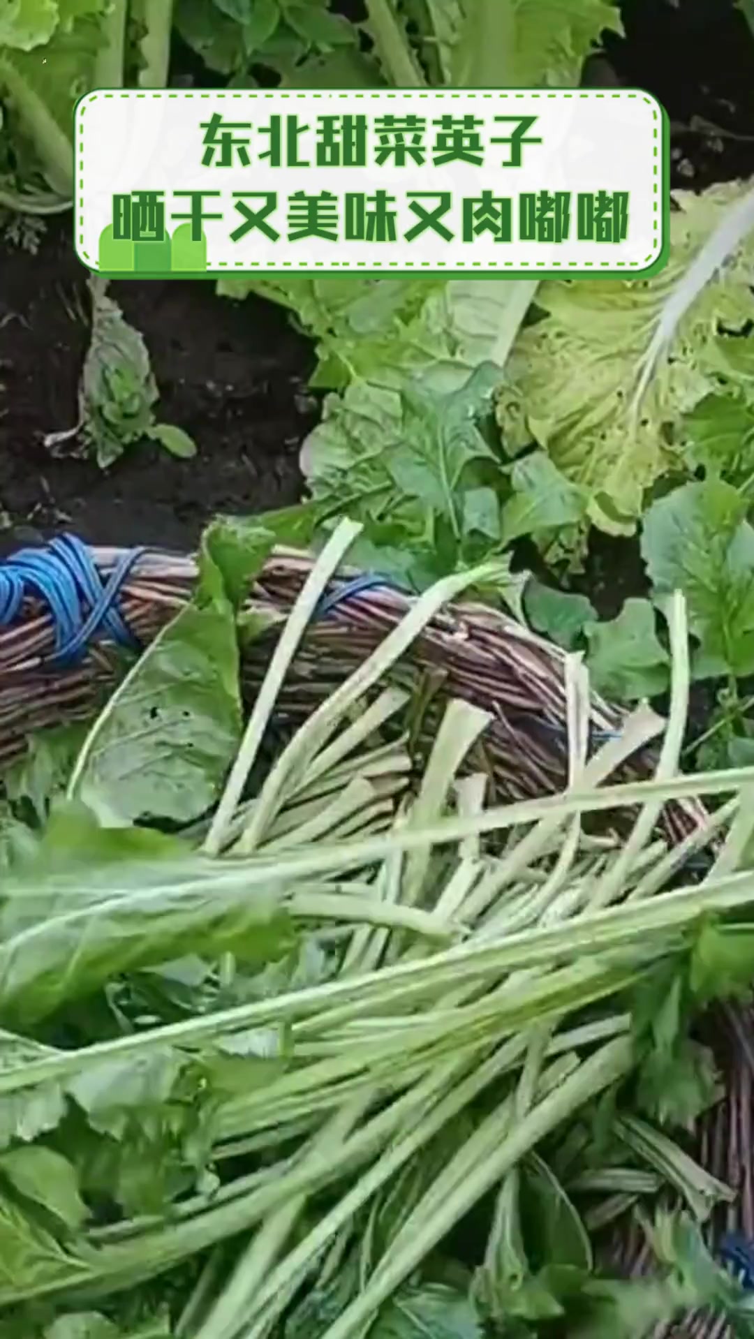 东北甜菜英子晒干又美味又肉嘟嘟