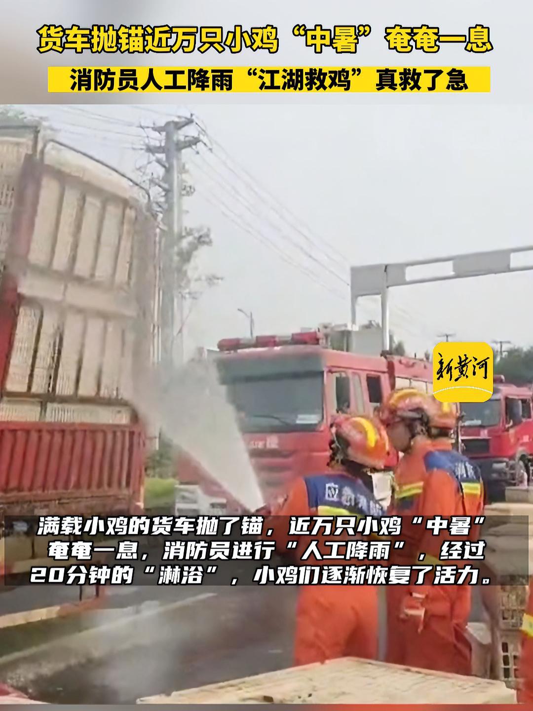 6月17日,山东德州。货车抛锚近万只小鸡“中暑”奄奄一息,消防员人工降雨“江湖救鸡”真救了