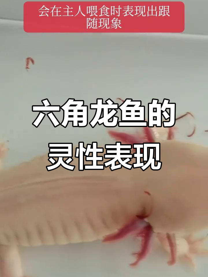 六角龙鱼能认出主人,表现出亲密情感