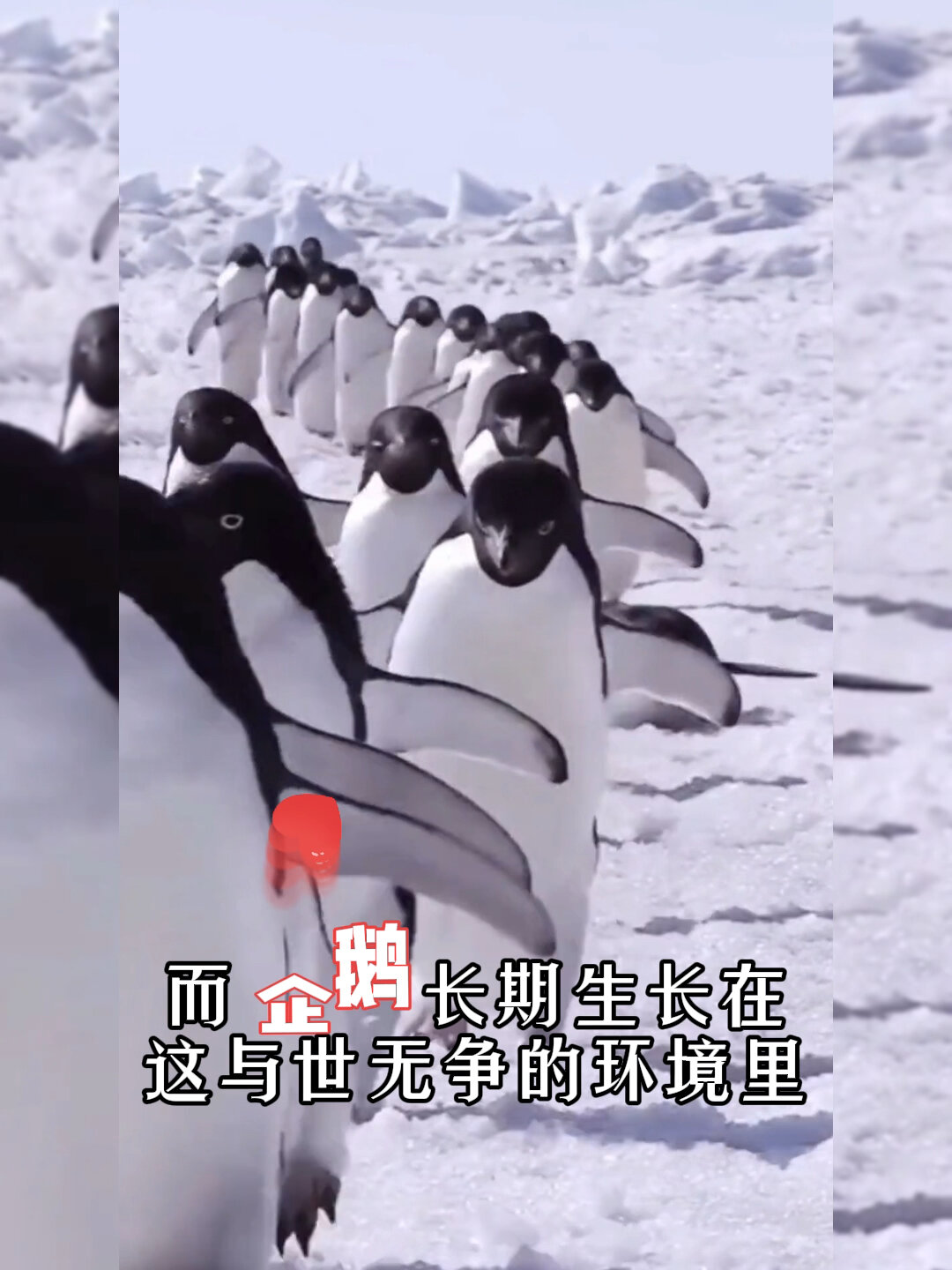 企鹅为什么可以生活在南极?