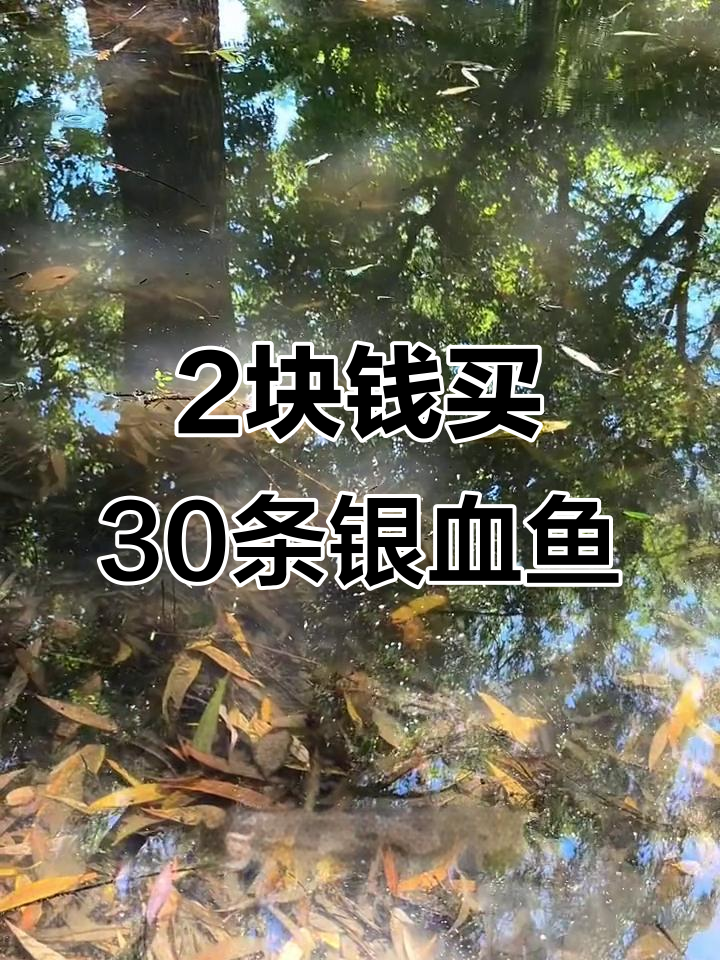 网购2块多买到30条银鳕鱼苗,挑战养一百种鱼苗