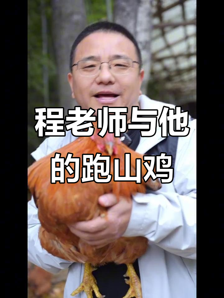 吉山野程老师的跑山鸡,八斤重公鸡的日常