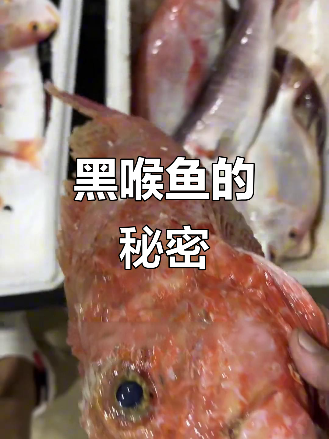 深海黑喉鱼:神秘又昂贵的海鲜美味,价格飙升让人惊讶