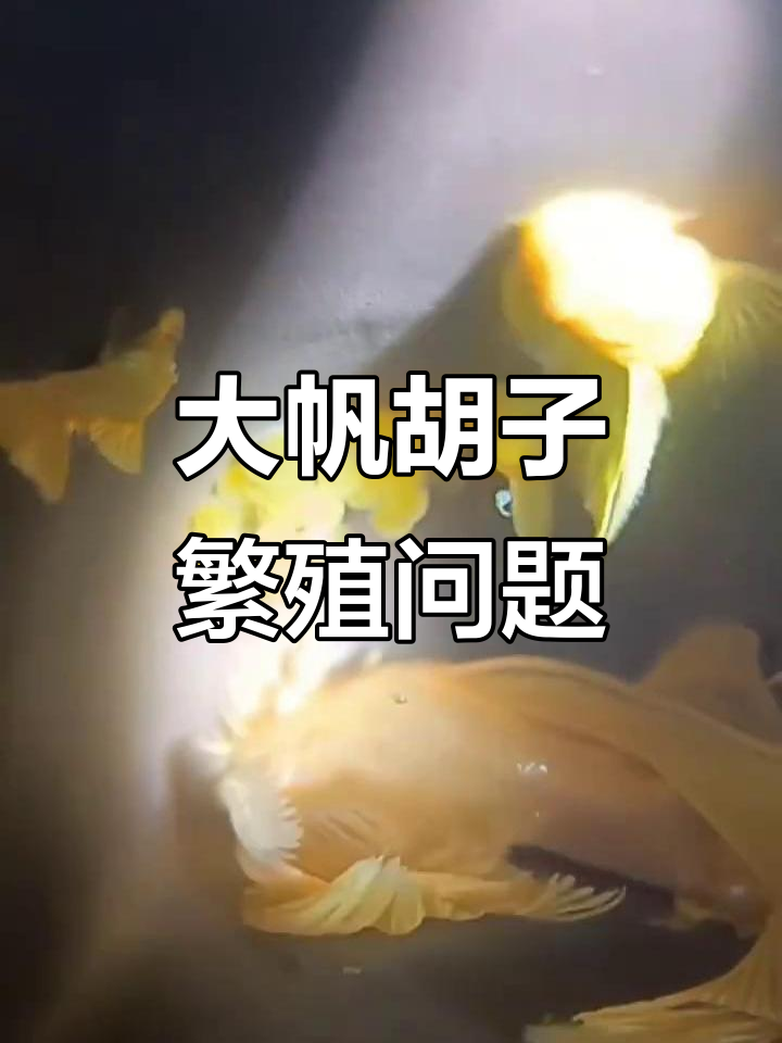 黄金大帆鱼产卵后如何处理?人工孵化技巧全解