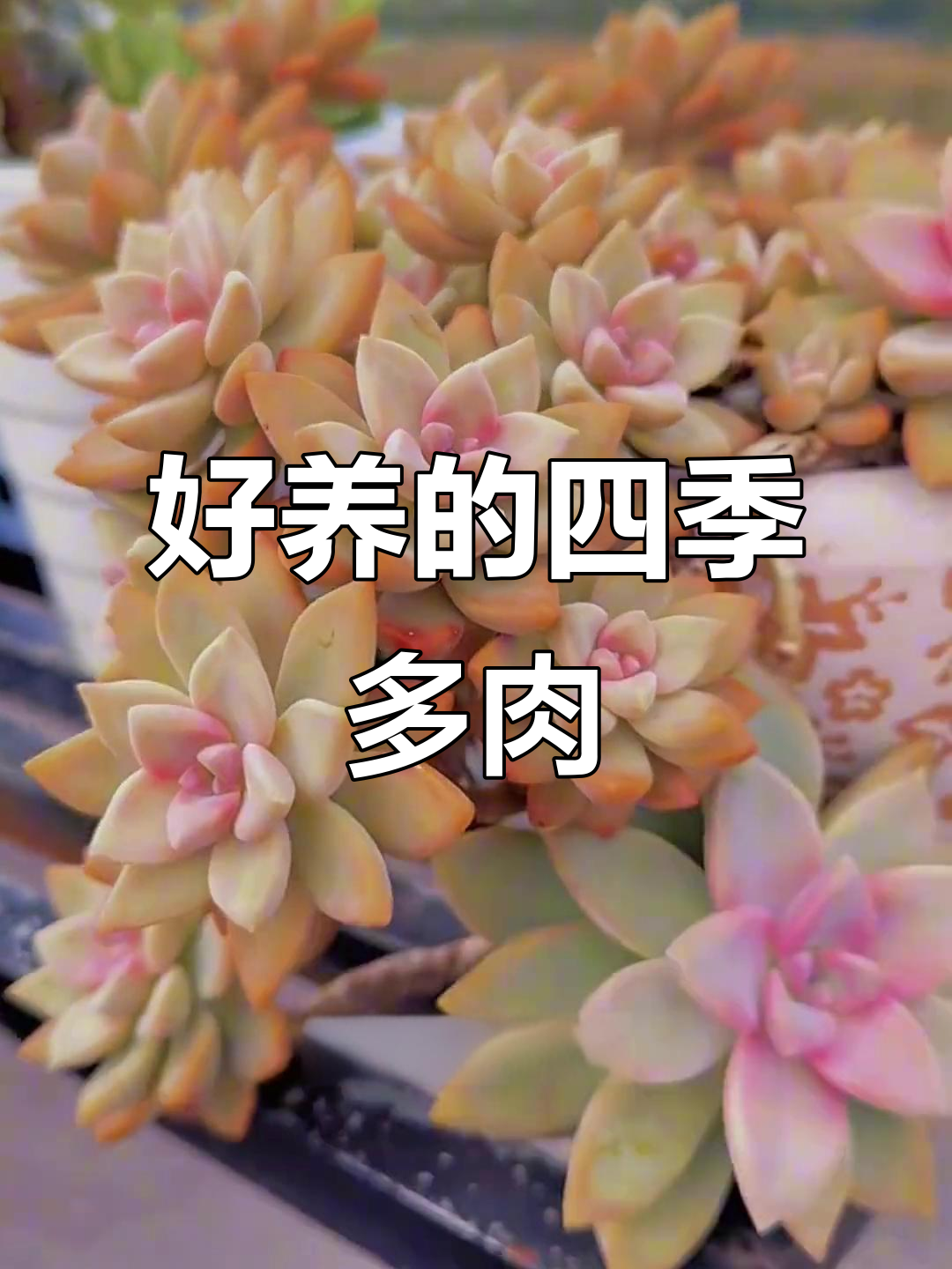 四季都能养好多肉，这些品种最适合新手