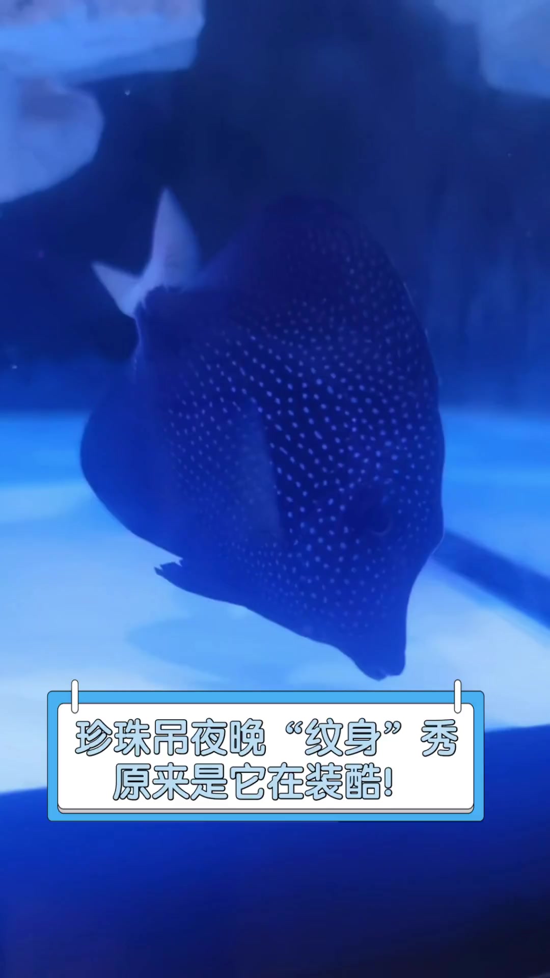 珍珠吊夜晚“纹身”秀,原来是它在装酷!