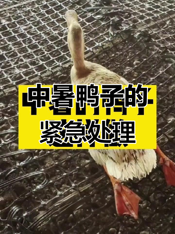 鸭子中暑急救:放血、灌药,恢复精神有妙招