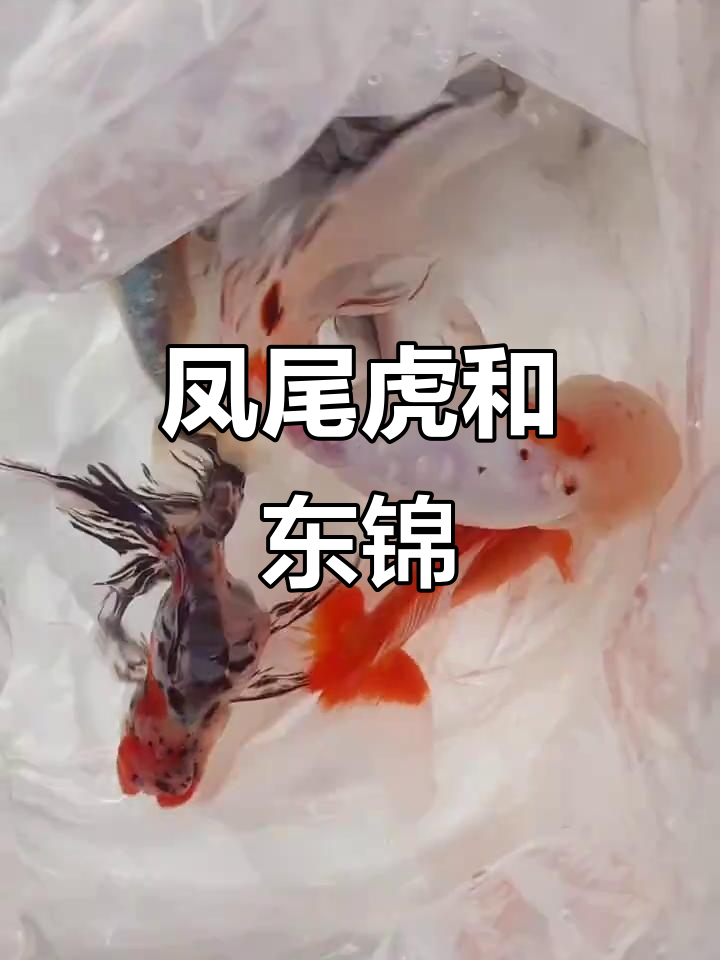 凤尾虎与东锦金鱼,太阳下的美丽邂逅