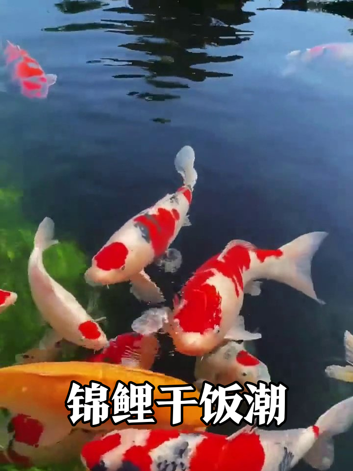 锦鲤干饭名场面:为口吃的挤成一团,鱼鳍都快甩飞了