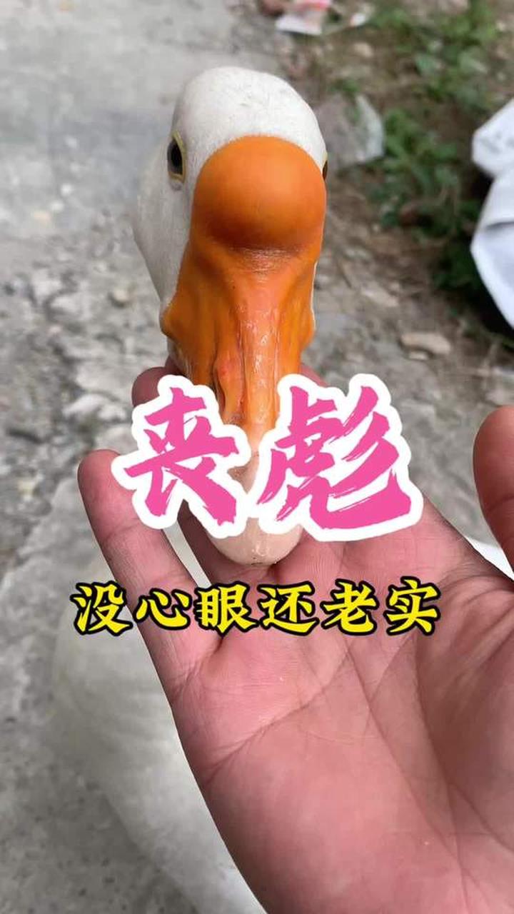 大鹅真的像大家说的那样没心眼又老实吗？