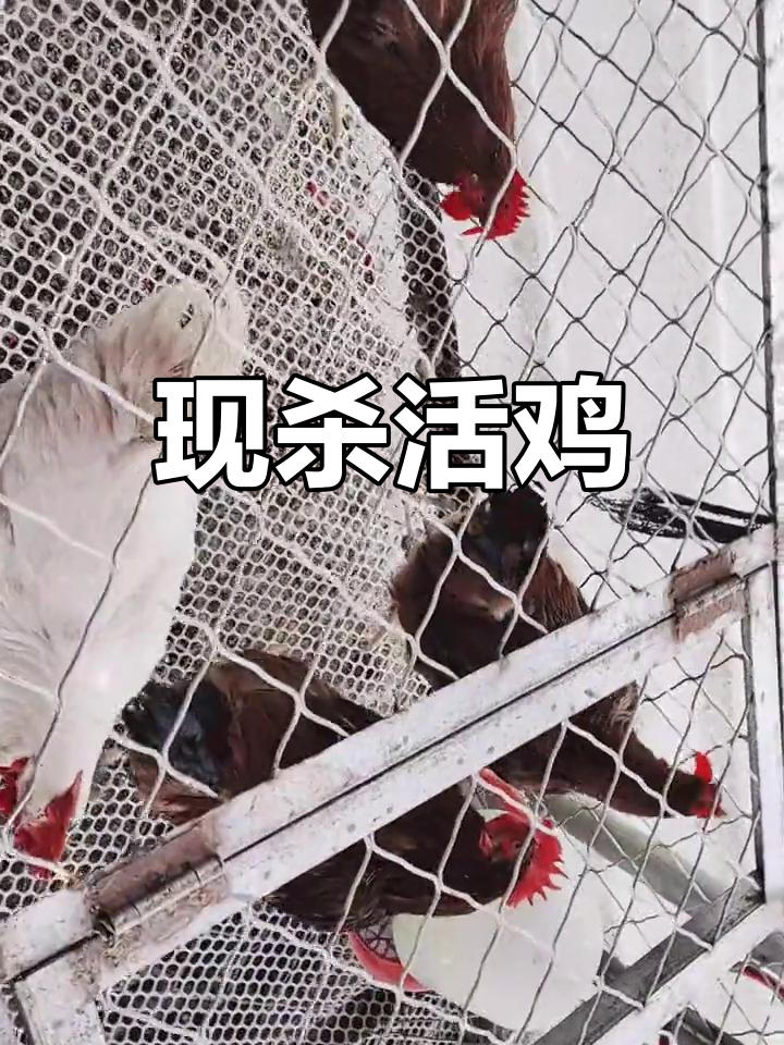 新鲜活鸡现杀,欢迎光临