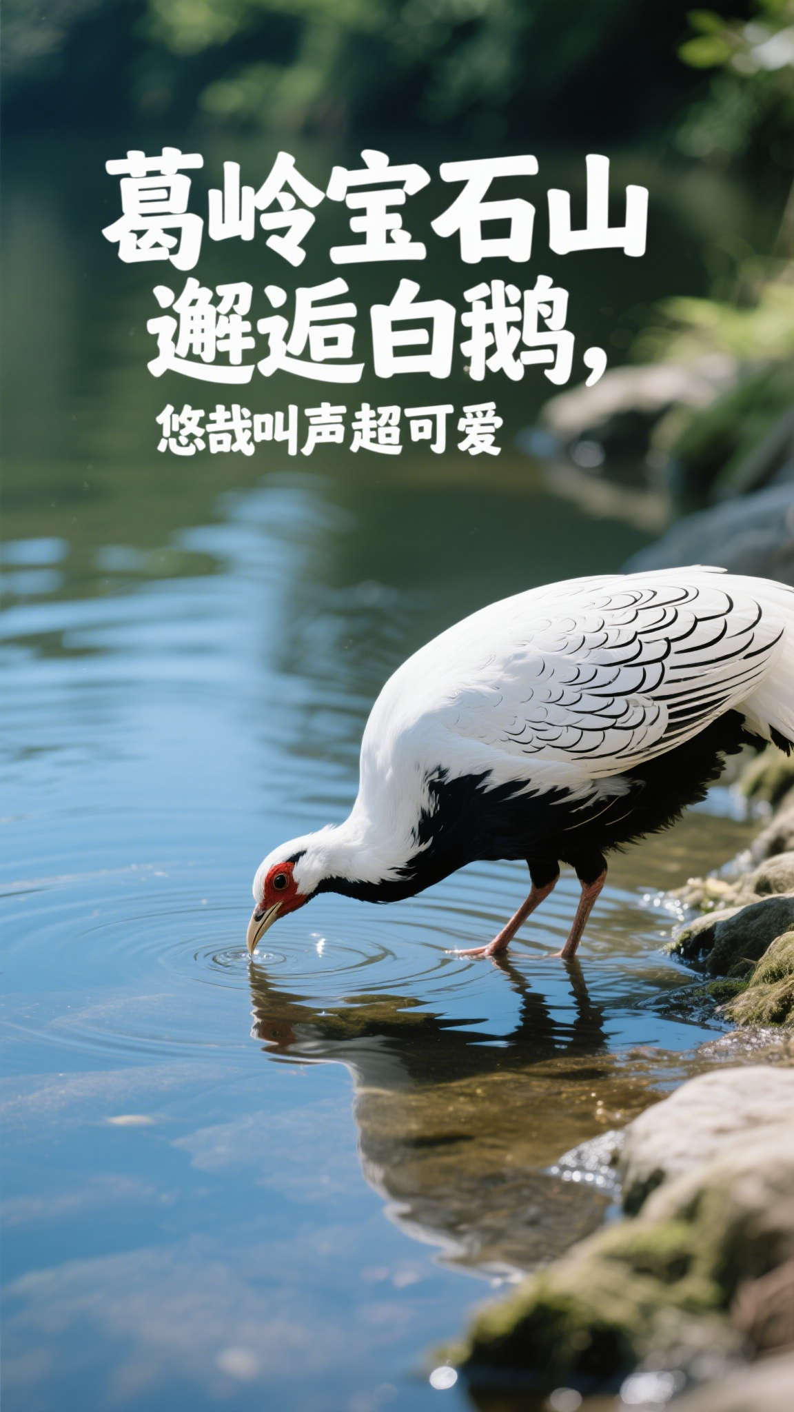 葛岭宝石山邂逅白鹇,悠哉叫声超可爱
