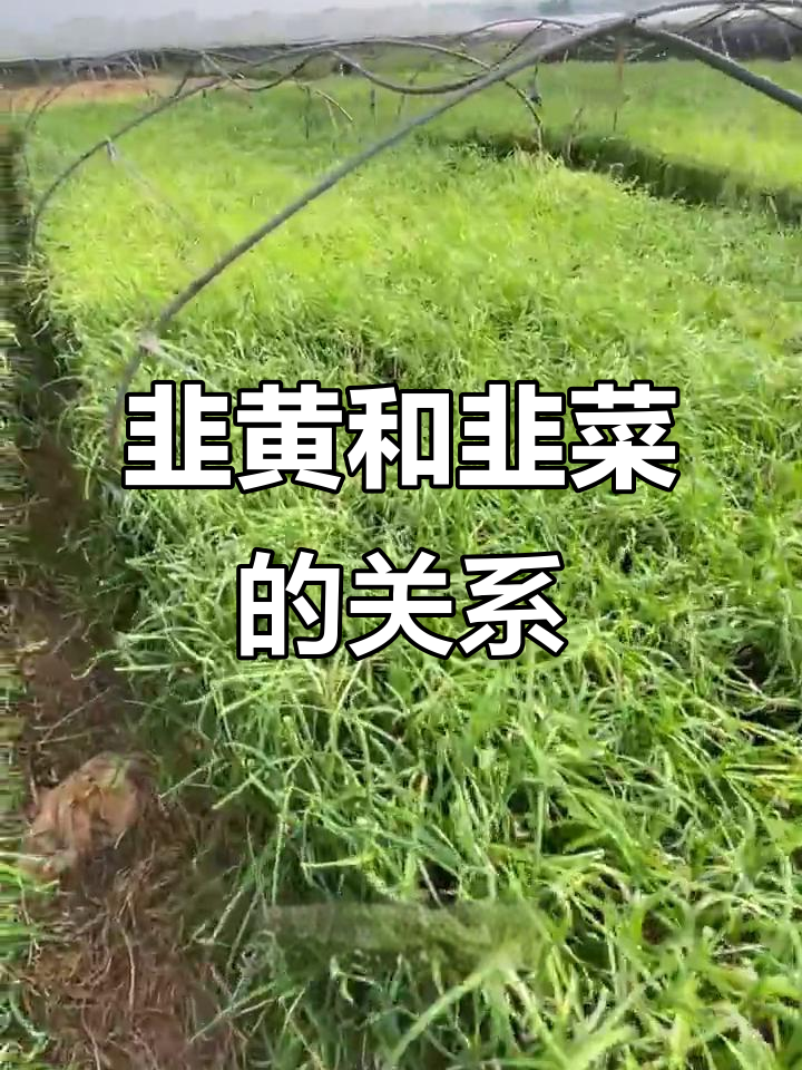 韭黄与韭菜的区别:从黄色到绿色,原来是这样转变的