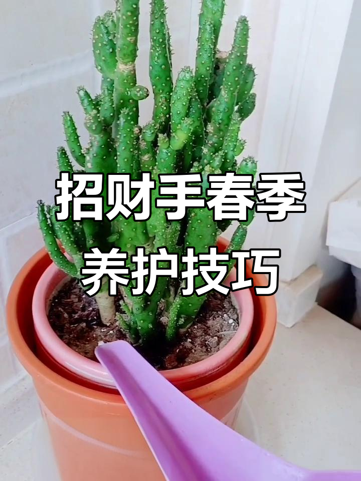 招财手养护全攻略：春季光照控水，开花更轻松