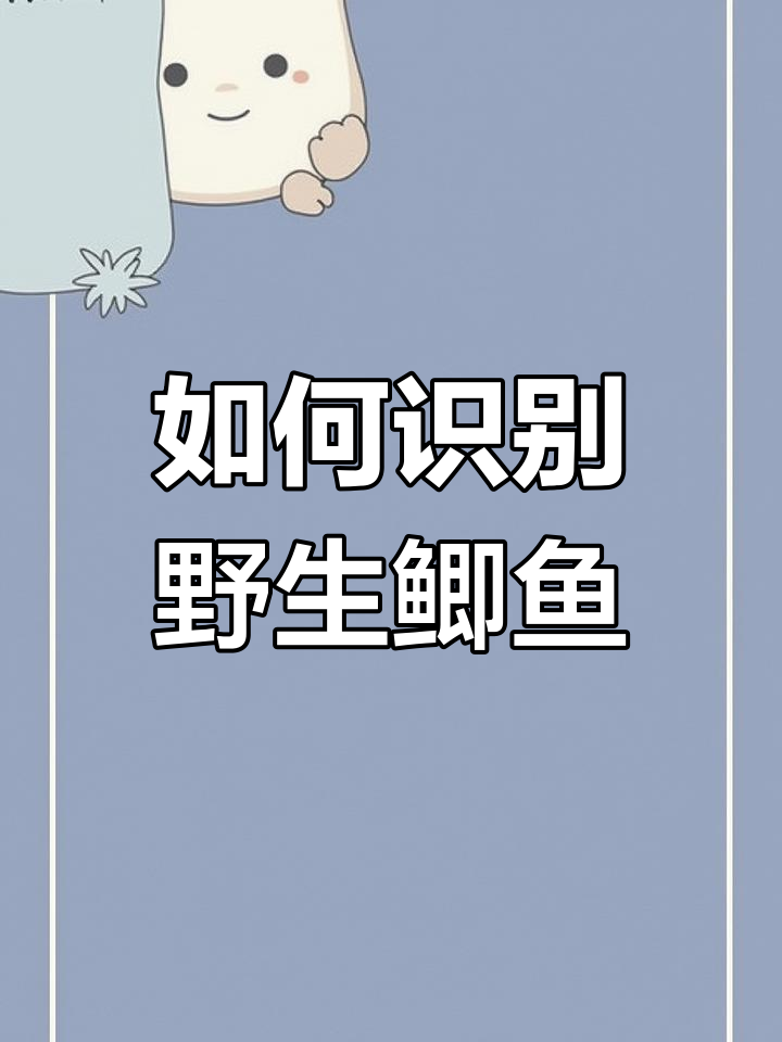 野生土鲫鱼辨别技巧