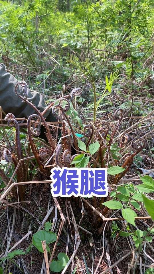 谁知道这个野菜叫什么名字帮我打在出来