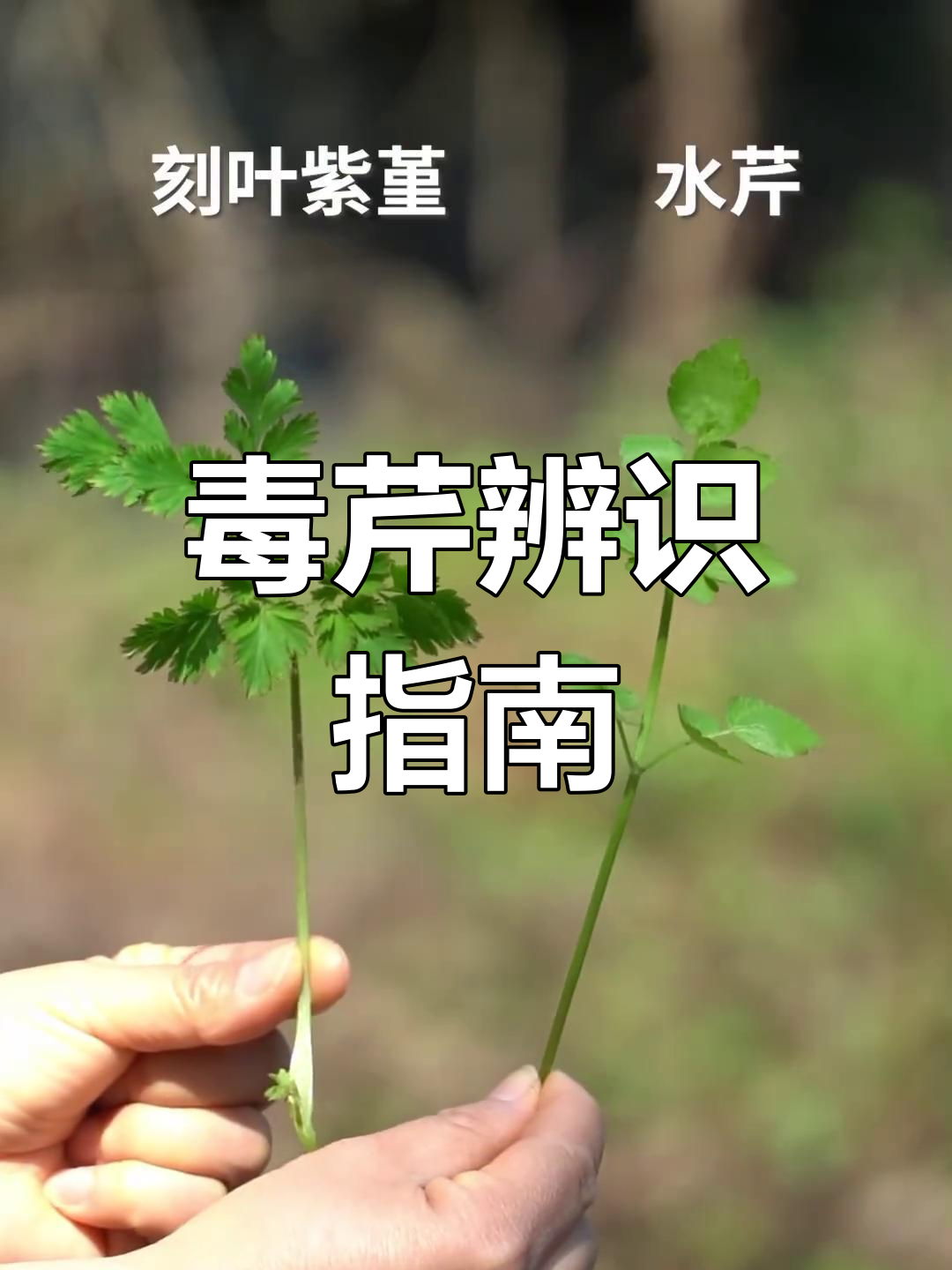 别误食这三种“野芹菜”,有毒!