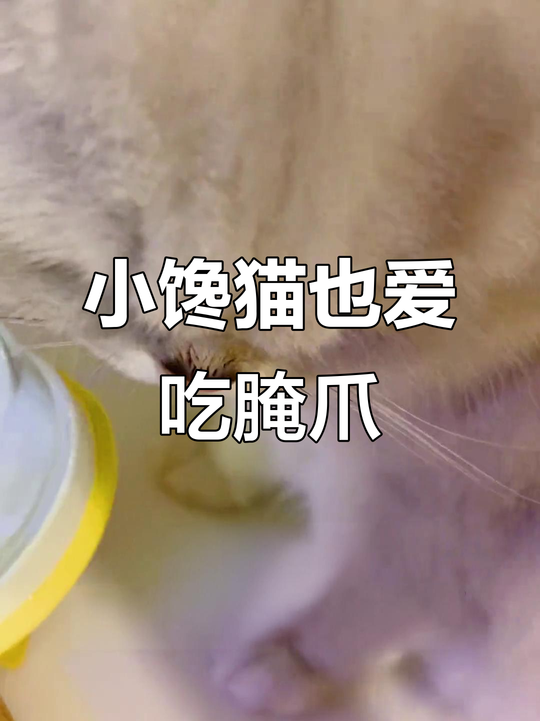 亲手腌制鸡爪子,连猫咪都忍不住想尝一口