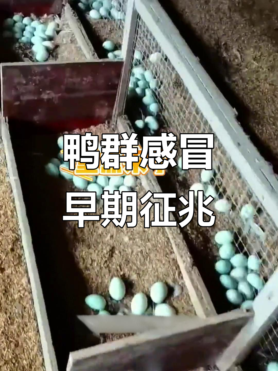 鸭子感冒前期症状大揭秘,及时发现才能避免损失
