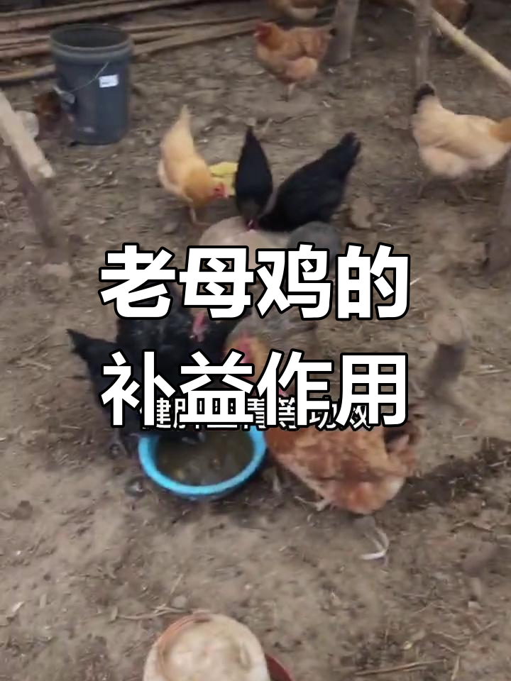 老母鸡的营养价值与滋补功效