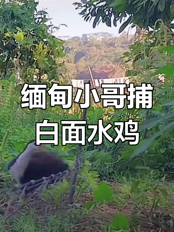 缅甸小哥狩猎白面水鸡,叫声超有趣