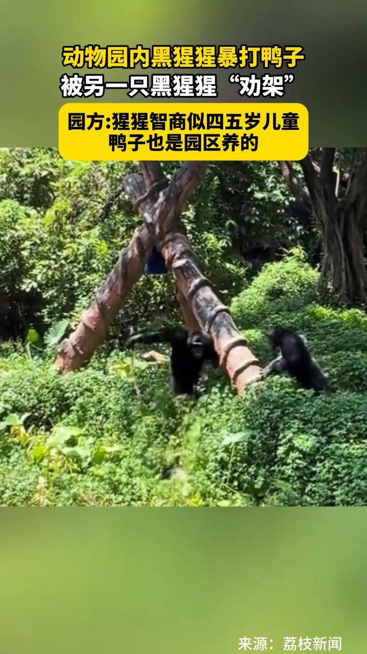 黑猩猩暴打鸭子,被另一只黑猩猩“劝架”