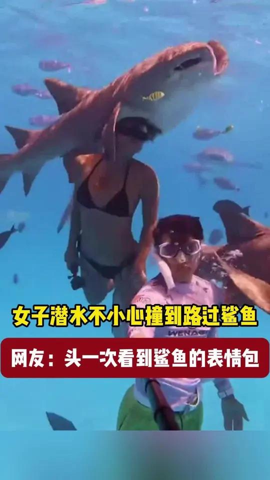 女子潜水不小心撞到路过鲨鱼,网友:头一次看到鲨鱼的表情包 潜水 海底世界