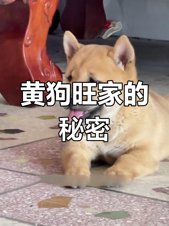 黄狗白面,家运兴旺:最受欢迎的狗狗品种解析
