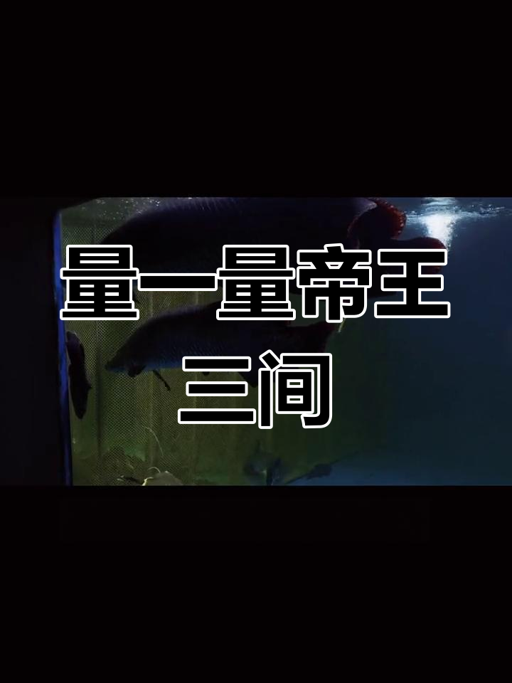 帝王三间鱼的真实尺寸,超乎想象