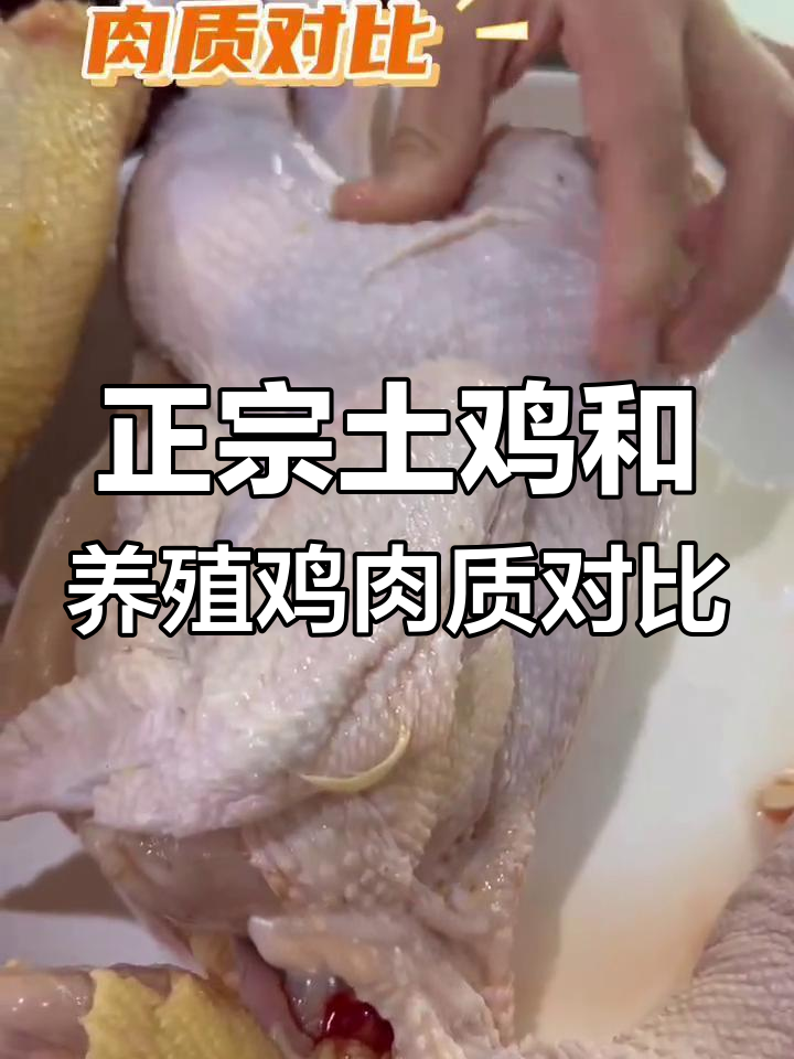 散养土鸡与激素大肉鸡,差别究竟在哪?