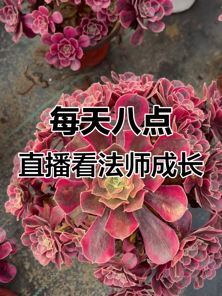 法师多肉生长实录,美杜莎叶心展开惊艳全场