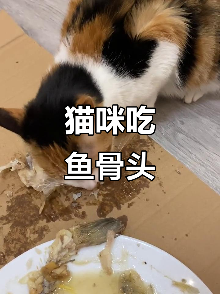 三花猫吃鱼骨不浪费,馋嘴模样太可爱