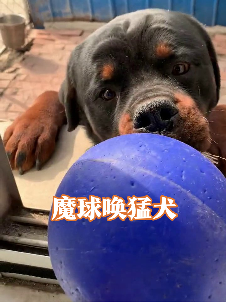 摸鱼狗子被蓝球唤醒,前一秒摆烂后一秒撒欢,猛男也有反差萌