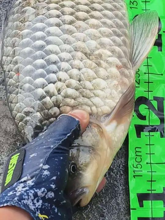 40厘米的野生大鲫鱼见过吗？猜猜有多重！得亏我有量鱼尺子 不然说这么长，恐怕都没人信