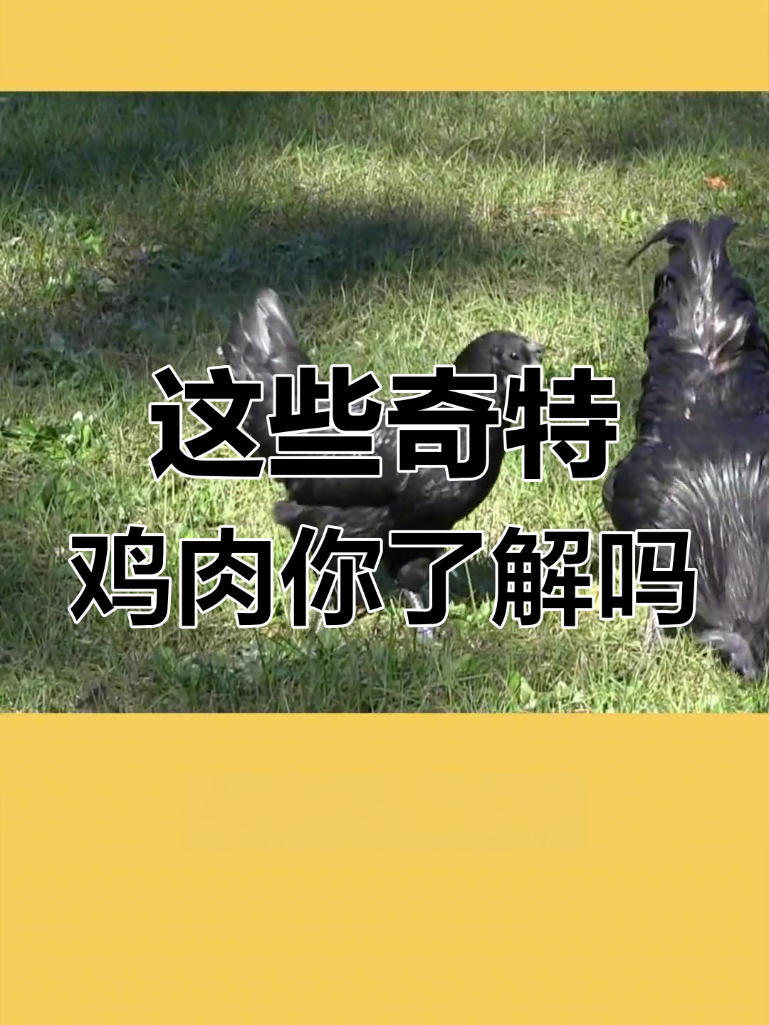 波兰凤头鸡、卷毛鸡与黑乌骨鸡:神奇动物大揭秘