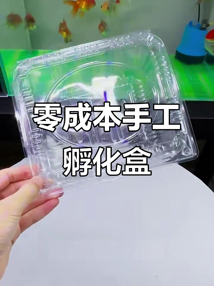 利用废水果盒DIY小鱼孵化器,简单又实用