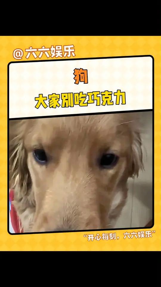 狗:狗兄们,大家不要吃巧克力!