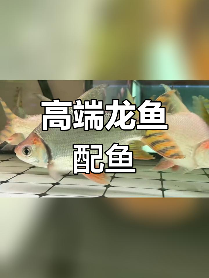 龙鱼与飞凤鱼的混养搭配,寓意龙凤呈祥