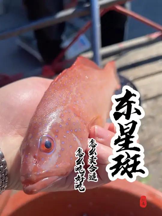 宝贝们,这个鱼一斤40贵不贵?你们平时都是怎么吃的呢?