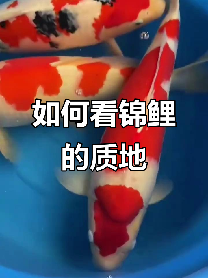 锦鲤质地如何判断?从鳞片到光泽全解析