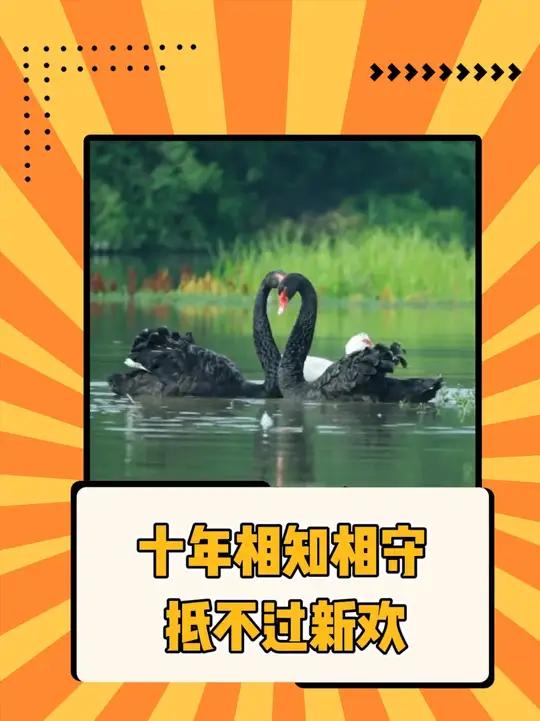原来动物界象征爱情的黑天鹅，也会出轨……